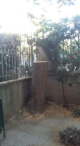 Taglio albero di 15 metri in cordata